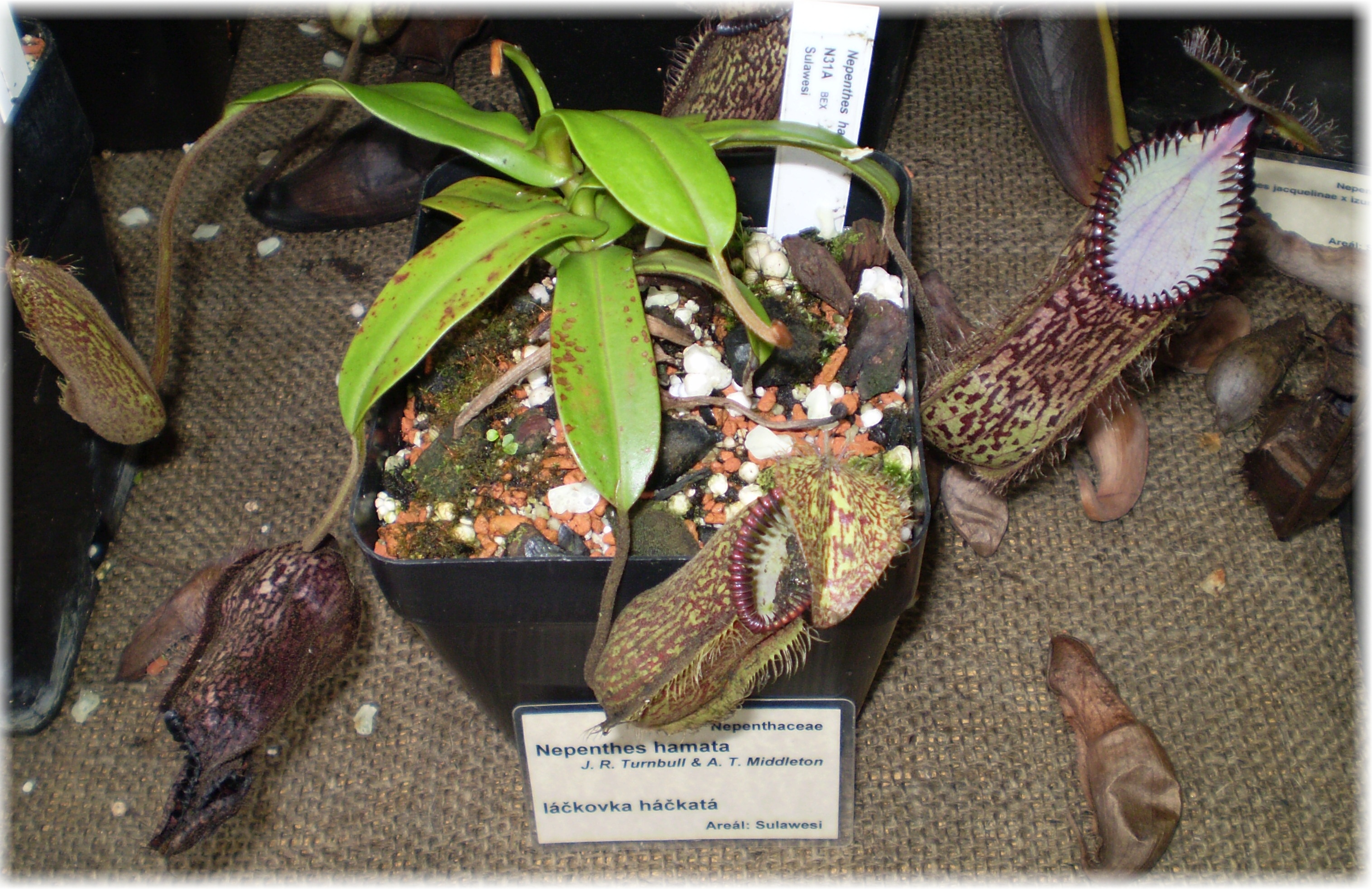 /src/!Fotogalerie/!Nepenthes/!hamata/hamata2.jpg