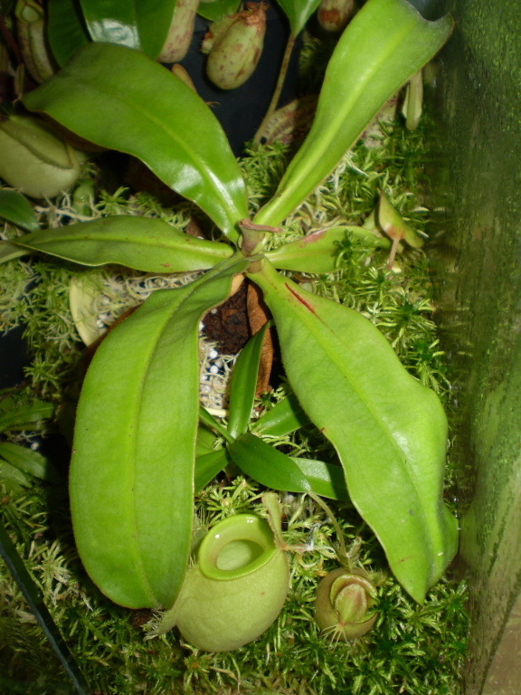 /src/!Fotogalerie/!Nepenthes/!ampularia/P5150346.jpg